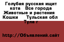 Голубая русская ищит кота - Все города Животные и растения » Кошки   . Тульская обл.,Тула г.